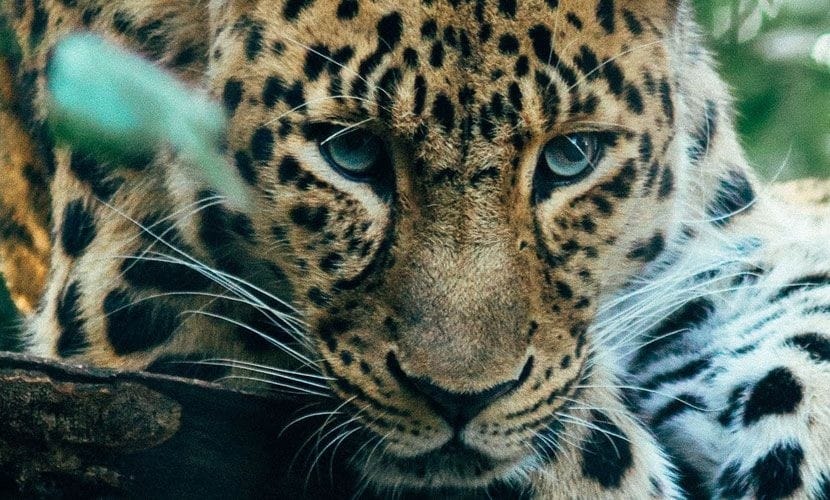 SDG 15: Leben an Land – 128 Baumarten, 8 gefährdete Arten im Projektgebiet